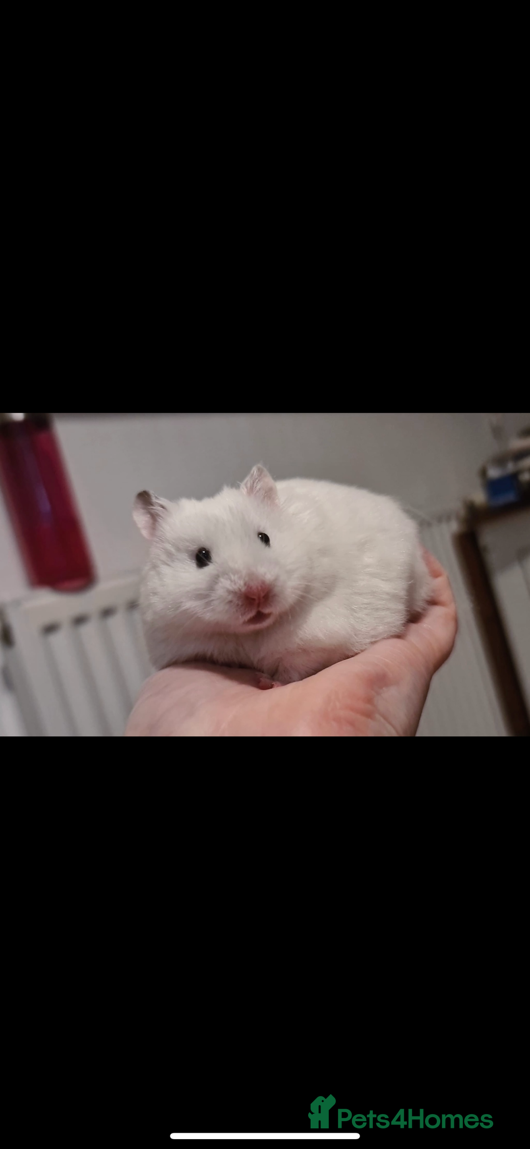 Hamster rodents for sale: Baby hamsters  - Advert 27