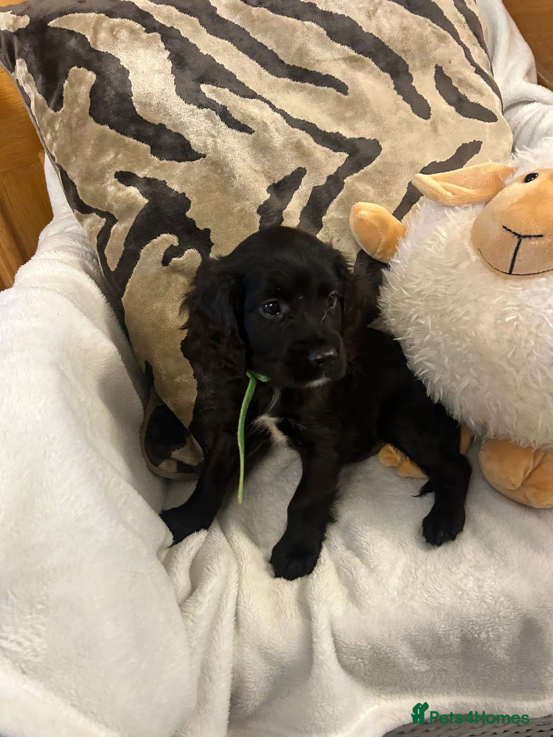 Cockapoo dogs for sale: F1 Cockapoos ready🩷 - Image 19