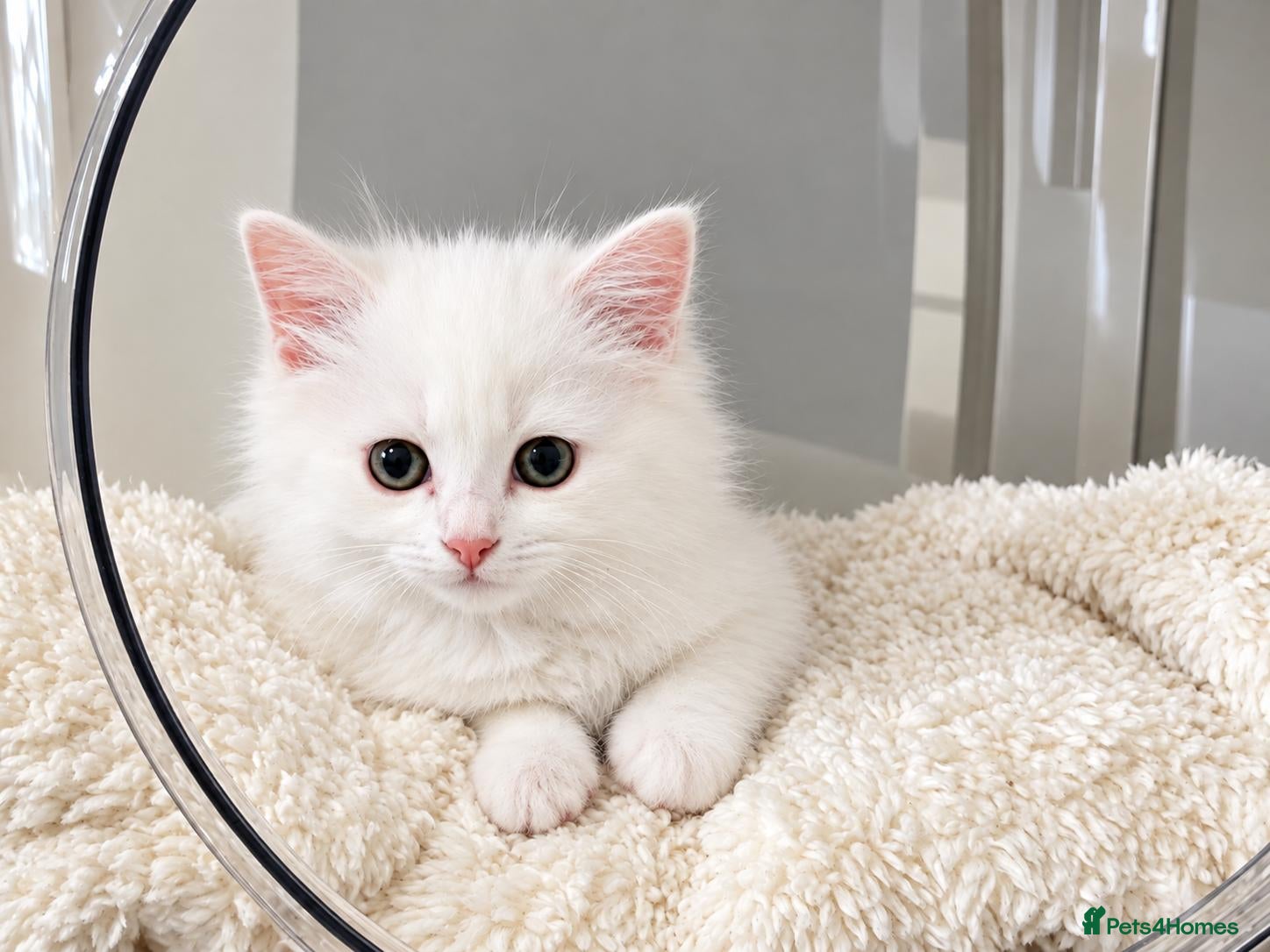 Turkish Angora cats Turkish Angora kittens  - Advert 1