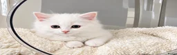 Turkish Angora cats for sale: Turkish Angora kittens  - Advert 1