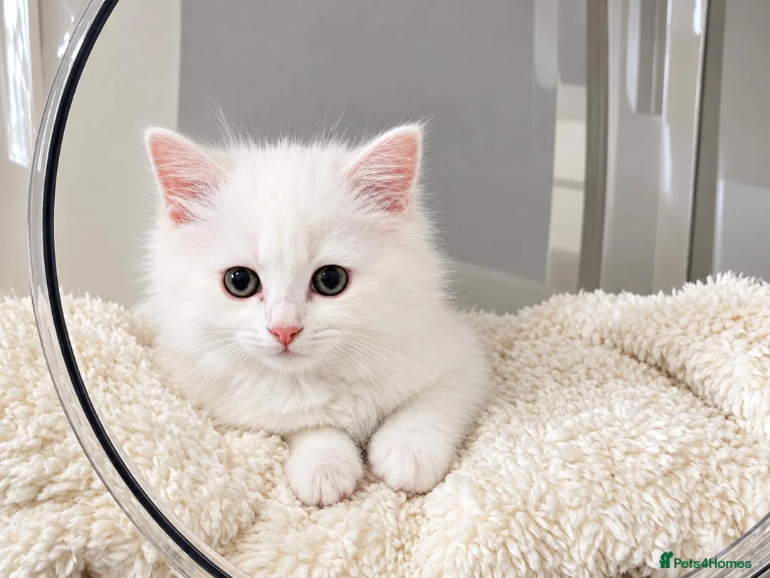 Turkish Angora cats for sale: Turkish Angora kittens  - Advert 1