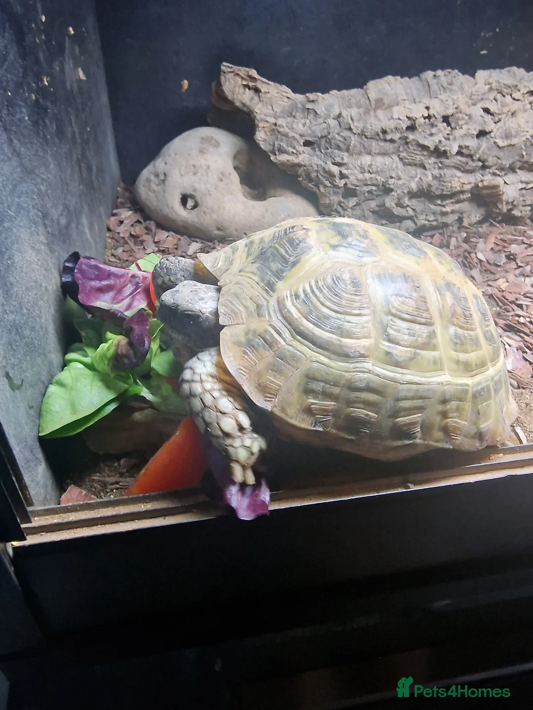 Tortoise reptiles for sale: Horsfield Tortoise in Stockport - Advert 2