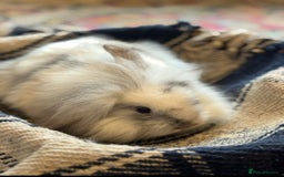 Mini Lion Lop rabbits for sale: Lion lop bunnies - Image 7