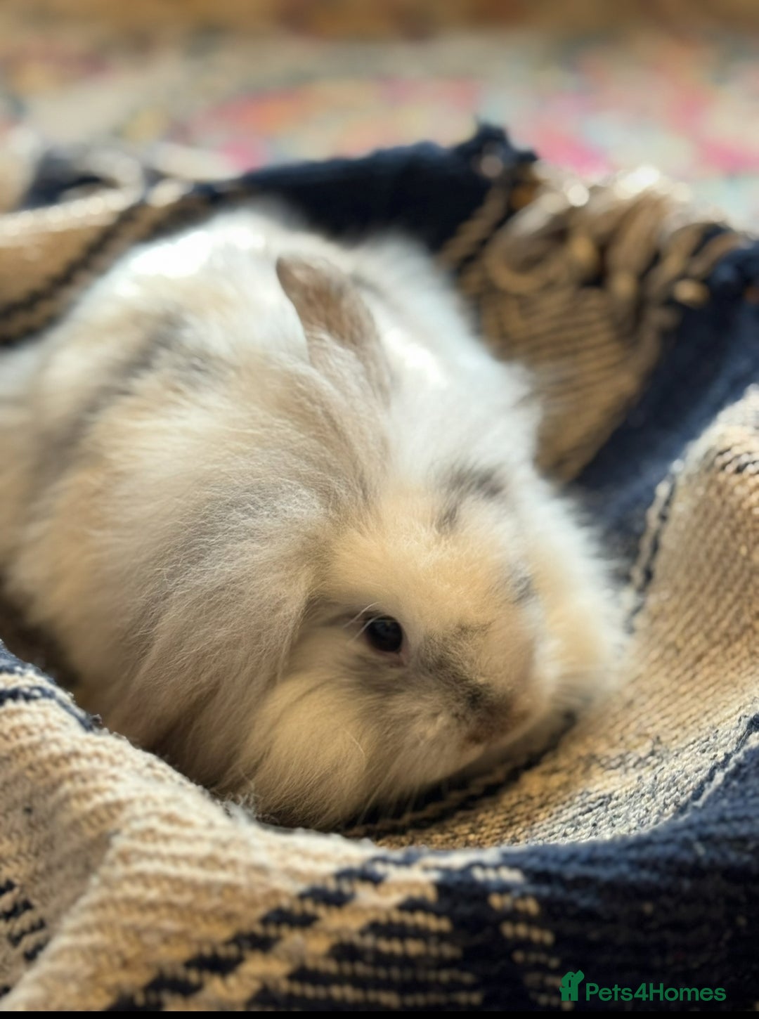 Mini Lion Lop rabbits for sale: Lion lop bunnies - Image 7