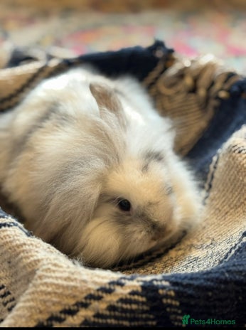 Mini Lion Lop rabbits - Advert 1