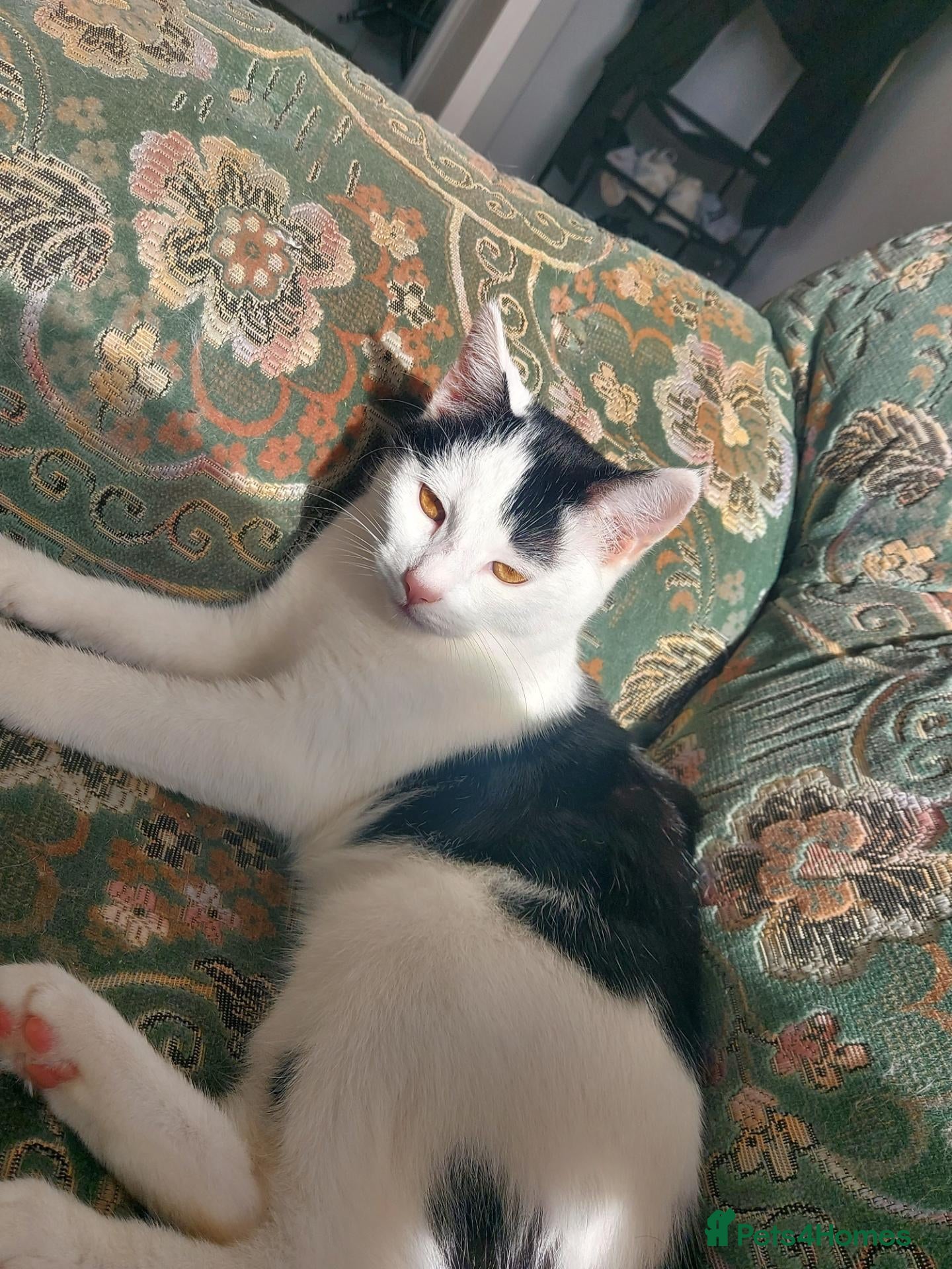 Mixed Breed cats for sale: beautiful cat   - Advert 17