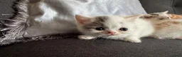 Perdoll cats for sale: Persian x Ragdoll kitten  - Advert 5