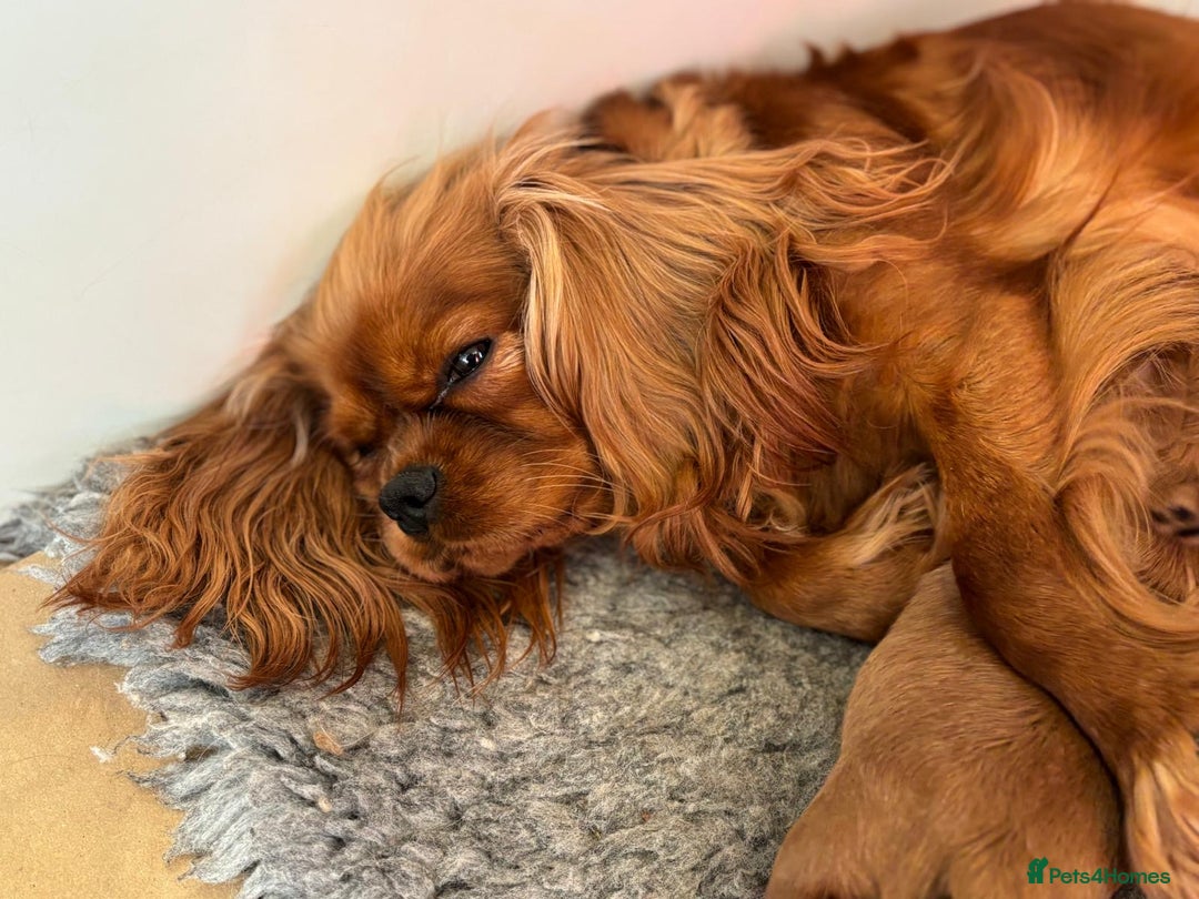 Cavalier King Charles Spaniel dogs for sale: Kc Reg, health tested Cavalier King Charles  - Advert 3