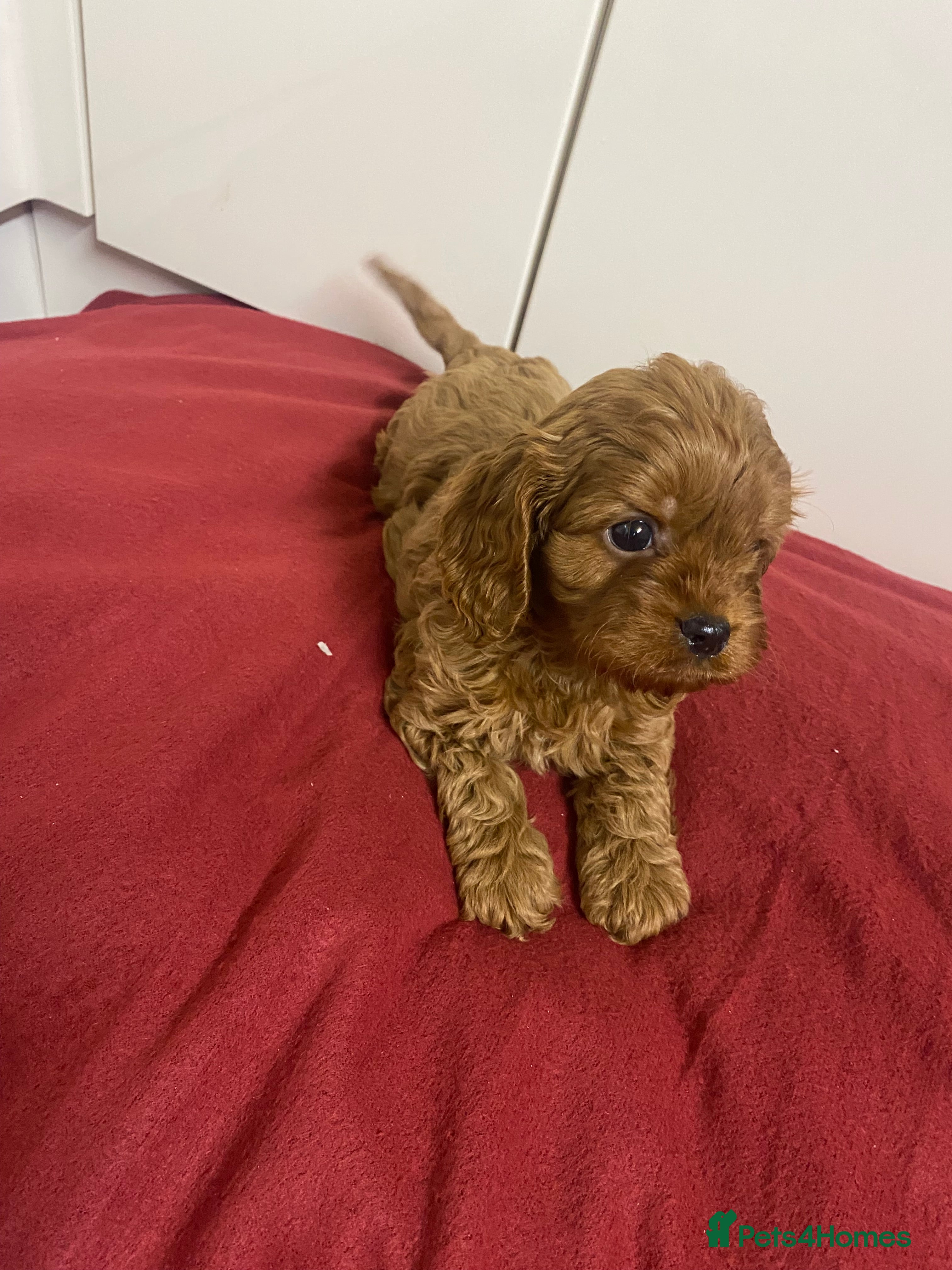 Cavapoo dogs Cavapoo for sale - Advert 1