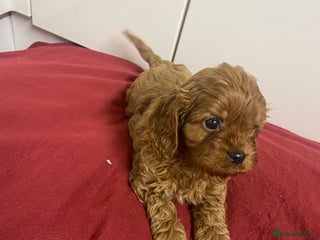 Cavapoo dogs Cavapoo for sale - Advert 1