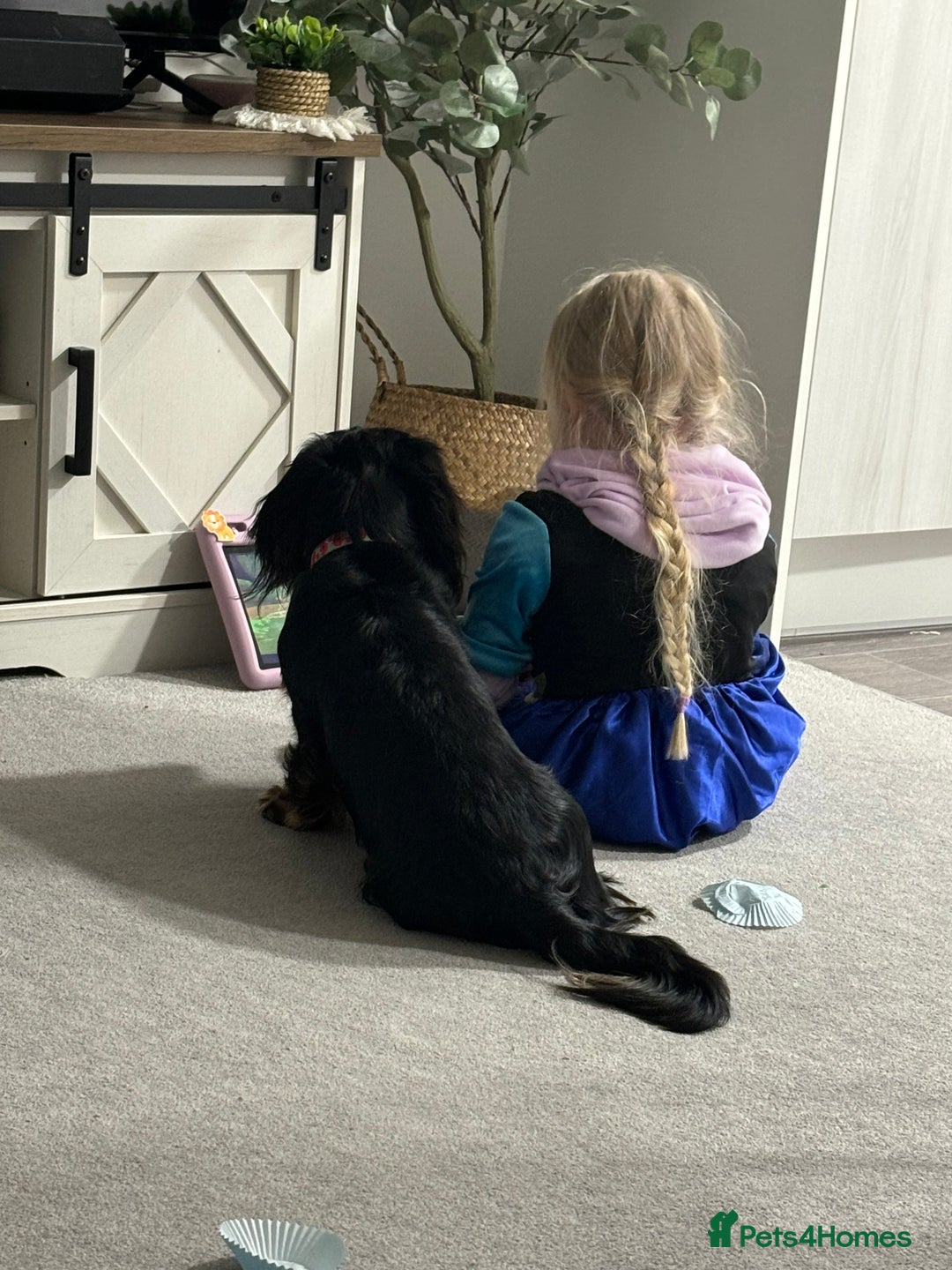 Miniature Dachshund dogs for sale:  long haired miniature dachshund male KC registere - Advert 16