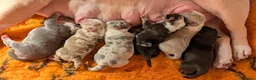 American Bully dogs for sale: Incredible Pocket Bully pups - Advert 28