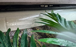 Gecko reptiles for sale: Mourning geckos and eggs and enclose  - Image 3