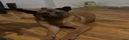 Belgian Shepherd Dog dogs for sale: Narla - Advert 4