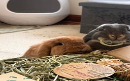Mini Lion Lop rabbits for sale: Lovely couple Bunnies for rehoming! (Bonded) - Advert 1