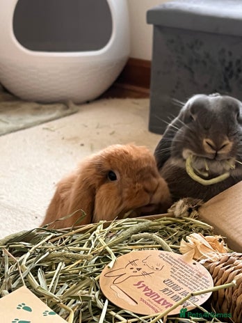 Mini Lion Lop rabbits Lovely couple Bunnies for rehoming! (Bonded) - Advert 1