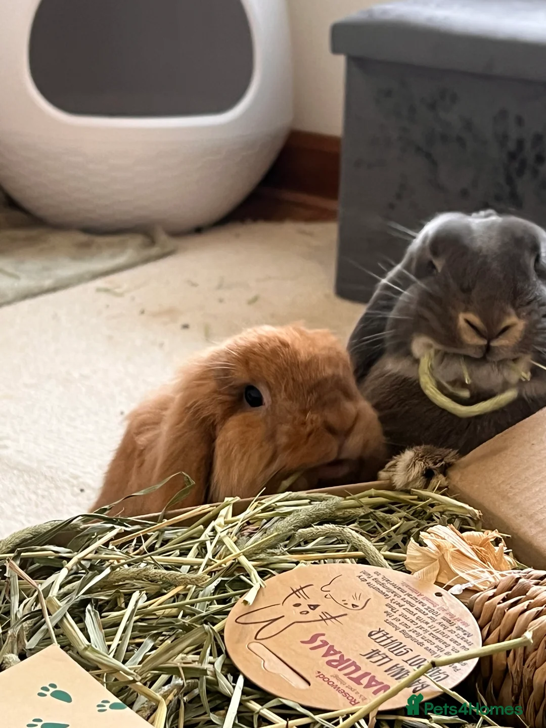 Mini Lion Lop rabbits for sale: Lovely Bunnies for rehoming! (Bonded+their stuff ) - Advert 1