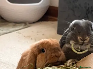 Mini Lion Lop rabbits Lovely Bunnies for rehoming! (Bonded+their stuff ) - Advert 3