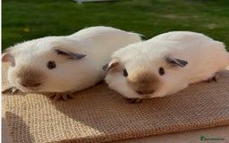 Guinea Pig rodents for sale: Beautiful Californian baby Guinea Pigs - Image 1