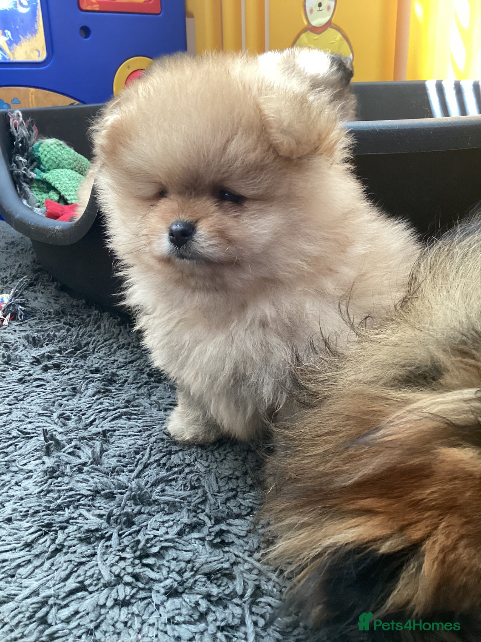 Pomeranian dogs kc reg top quality teddy Pomeranian pups  - Advert 1