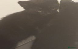 Domestic Shorthair cats for sale: Free kitten to a good home - Image 2