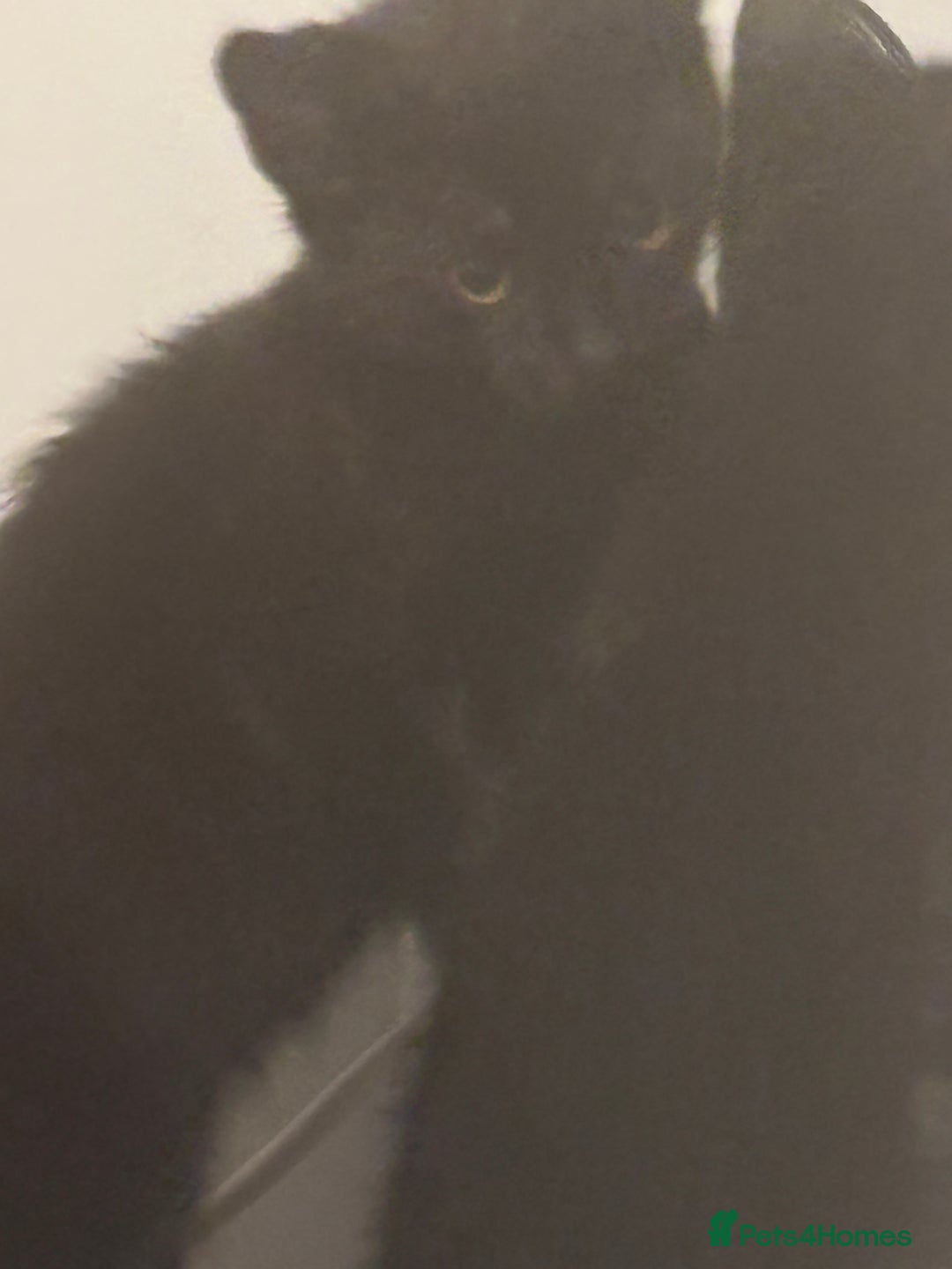 Domestic Shorthair cats for sale: Free kitten to a good home - Image 2