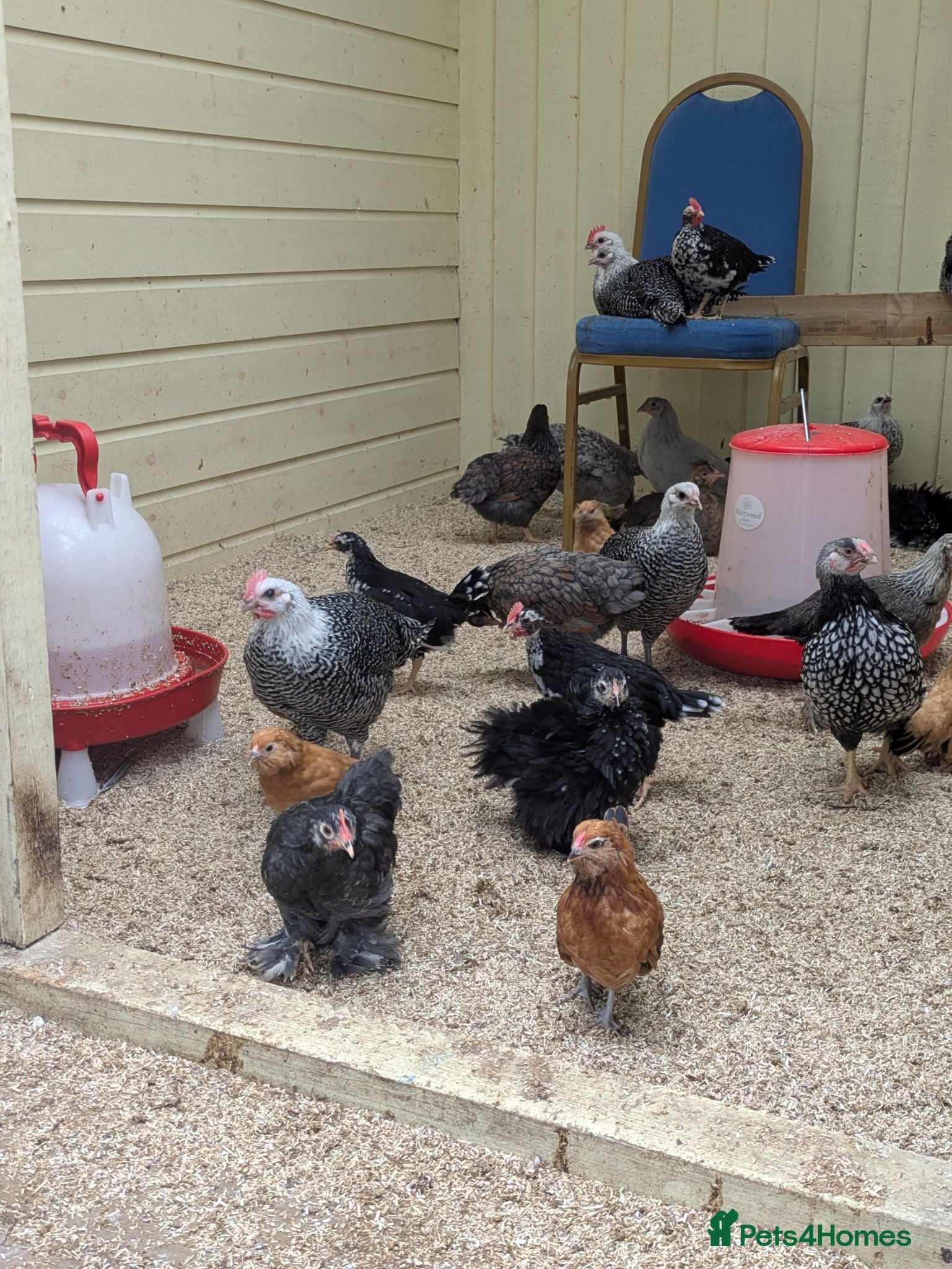 Chickens poultry Mixed breed mixed sex chickens  - Advert 2