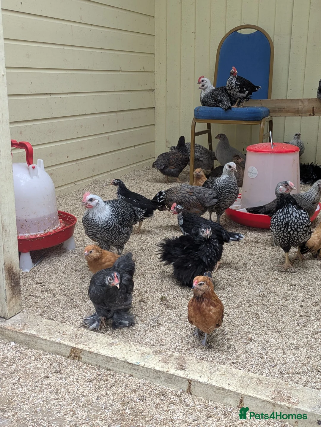 Chickens poultry for sale: Mixed breed mixed sex chickens  - Advert 2
