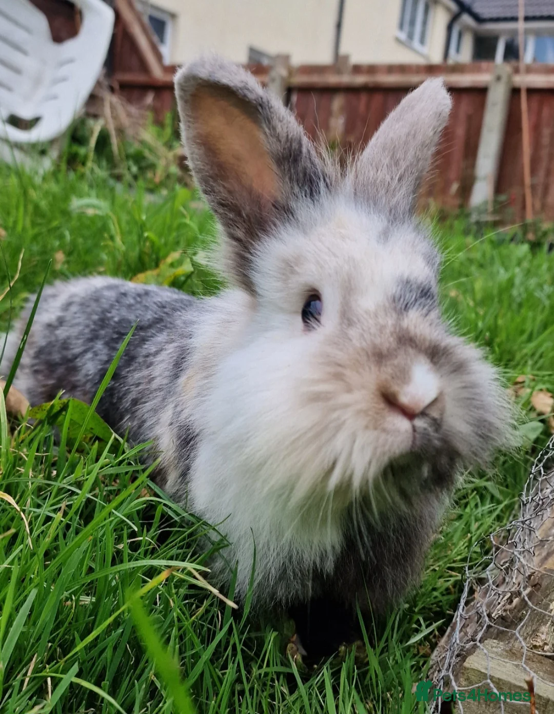 Lionhead rabbits for sale: Lute - experienced owner required - Advert 1