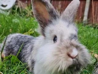Lionhead rabbits Lute - experienced owner required - Advert 2