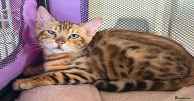 Bengal cats - Advert 9