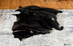 Mixed Breed cats for sale: Kittens for sale  - Image 4