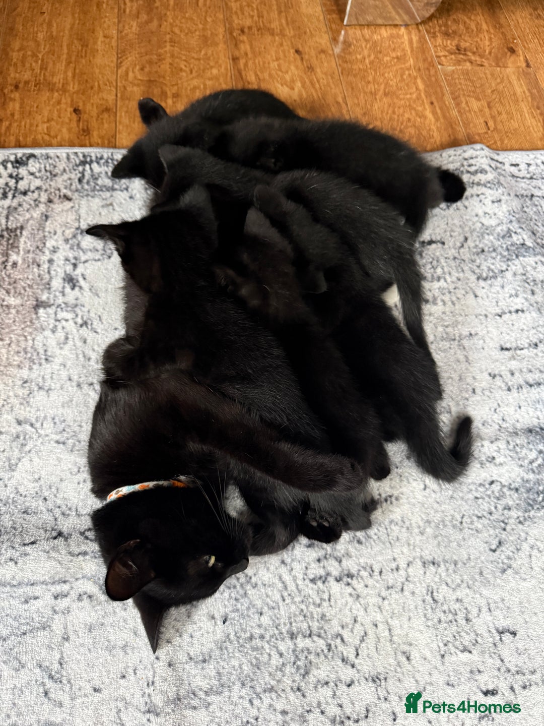 Mixed Breed cats for sale: Kittens for sale  - Image 4