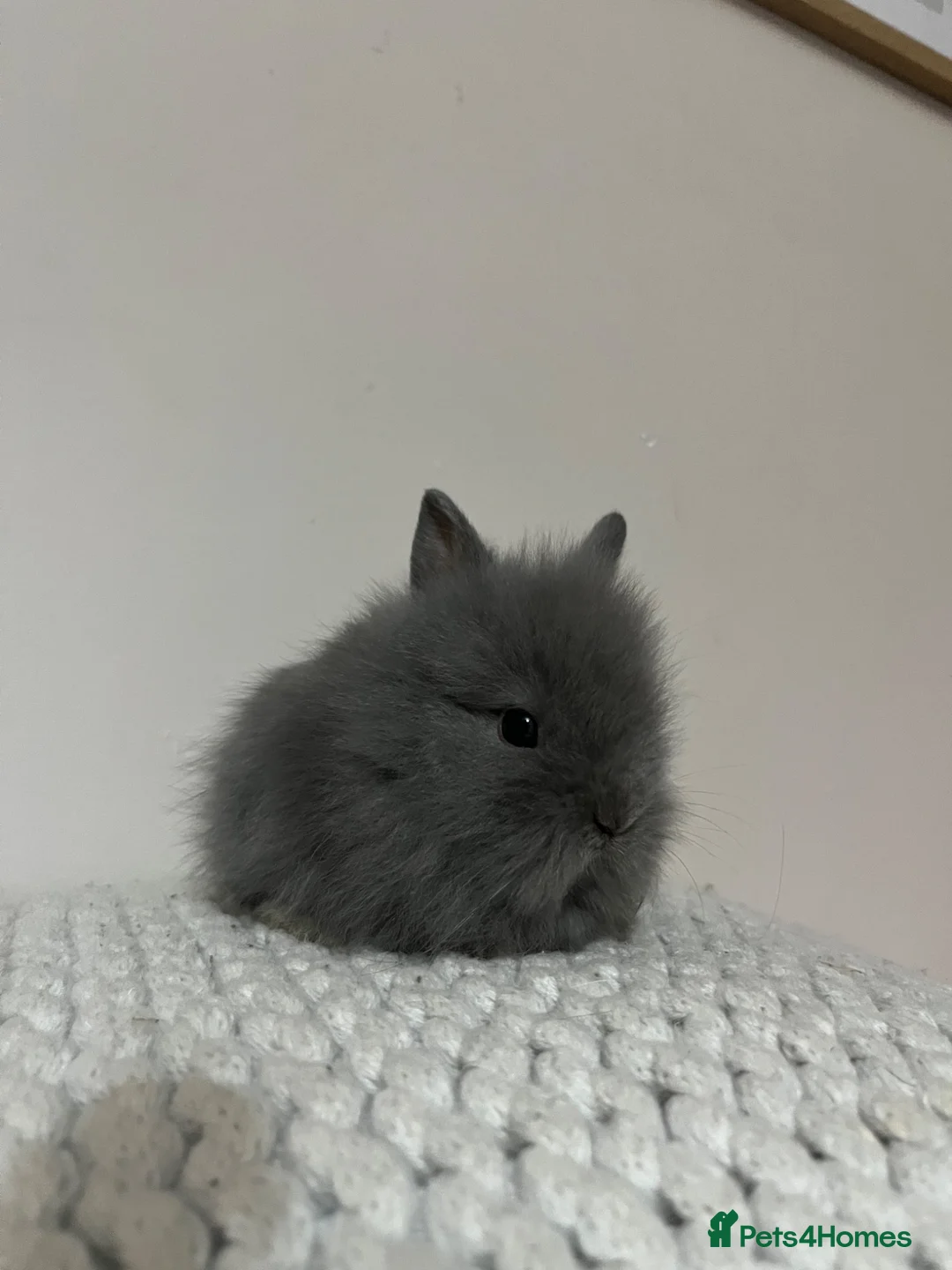 Lionhead rabbits for sale: Lionhead kits mixed gender  - Advert 2