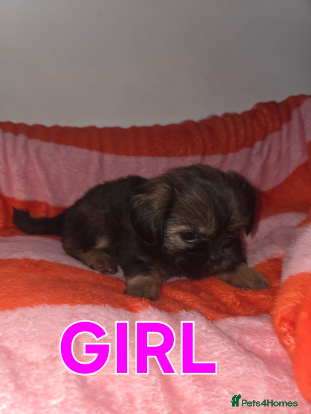 Shih Tzu dogs for sale: Shih tzu  - Image 12