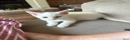 Mixed Breed cats for sale: 3 baby boy Kittens  - Advert 15