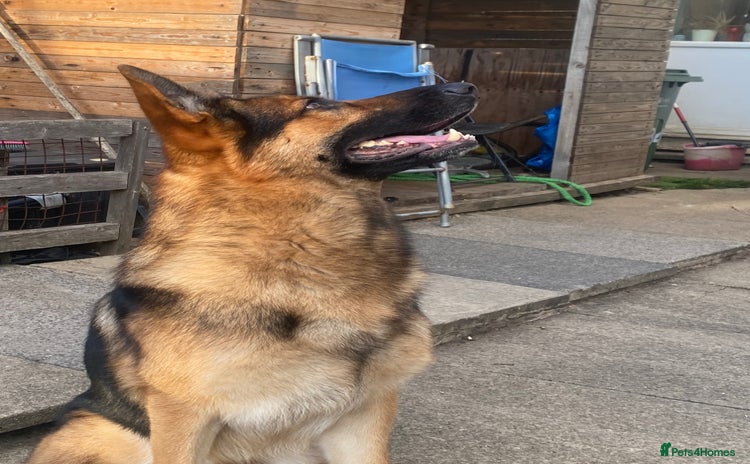 German Shepherd dogs - Advert 2