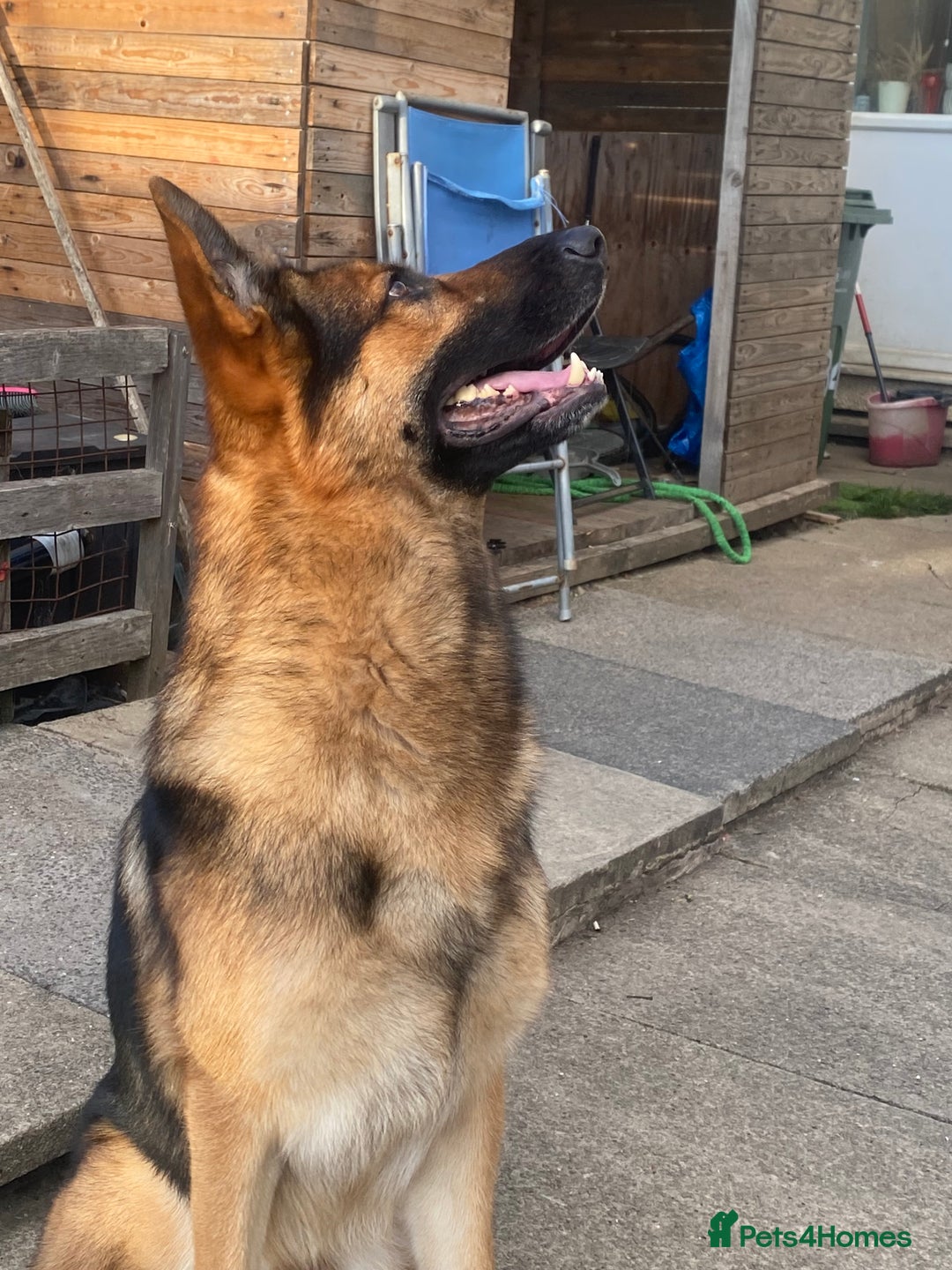 German Shepherd dogs for stud: German shepherd stud  - Image 1