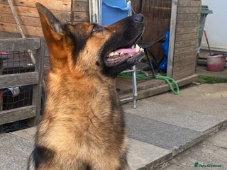 German Shepherd dogs German shepherd stud - Advert 21