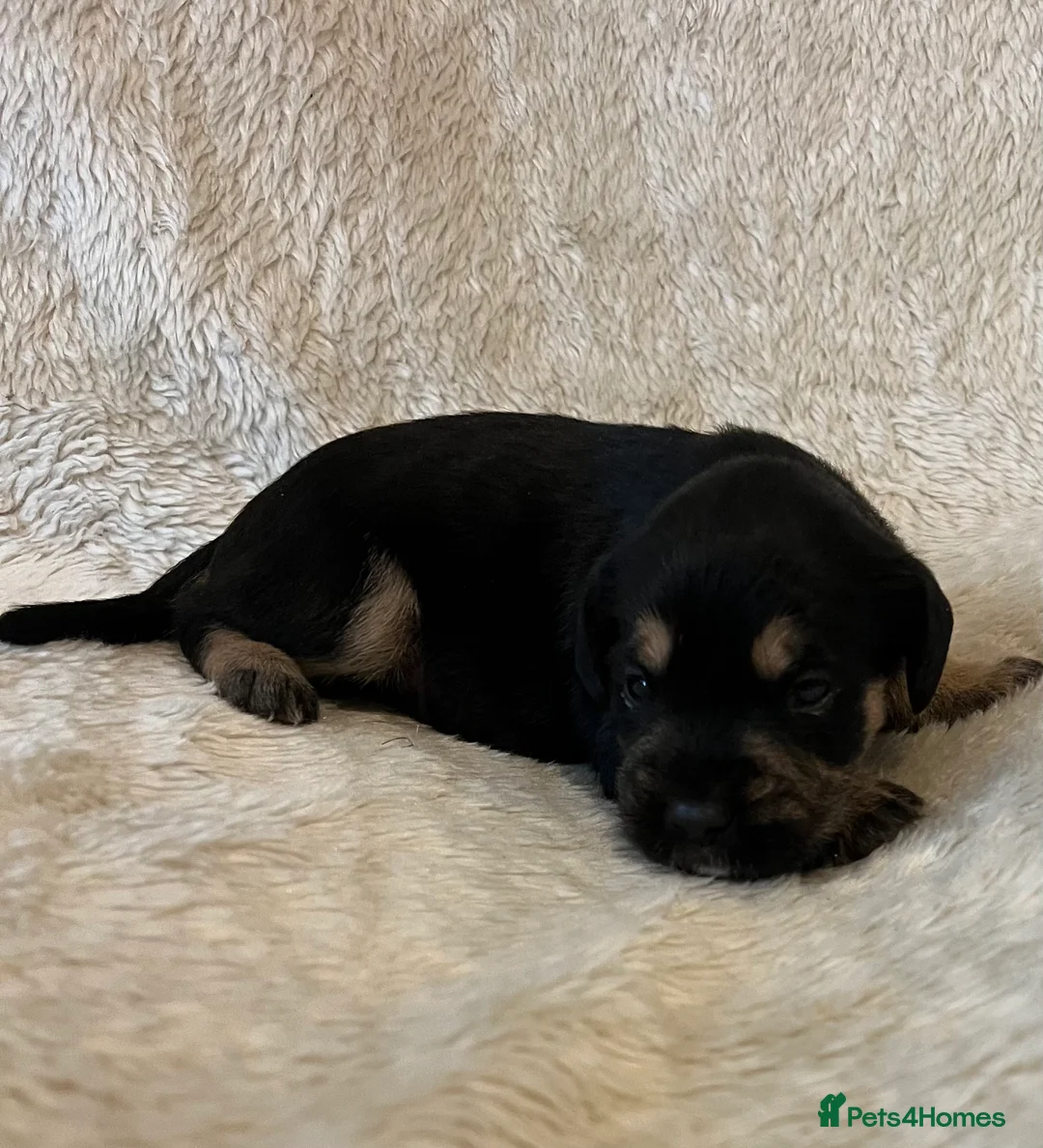 Mixed Breed dogs for sale: SCHNAVALIER PUPPIES  - Advert 7