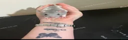 Rat rodents for sale: Baby rats for sale  - Advert 4