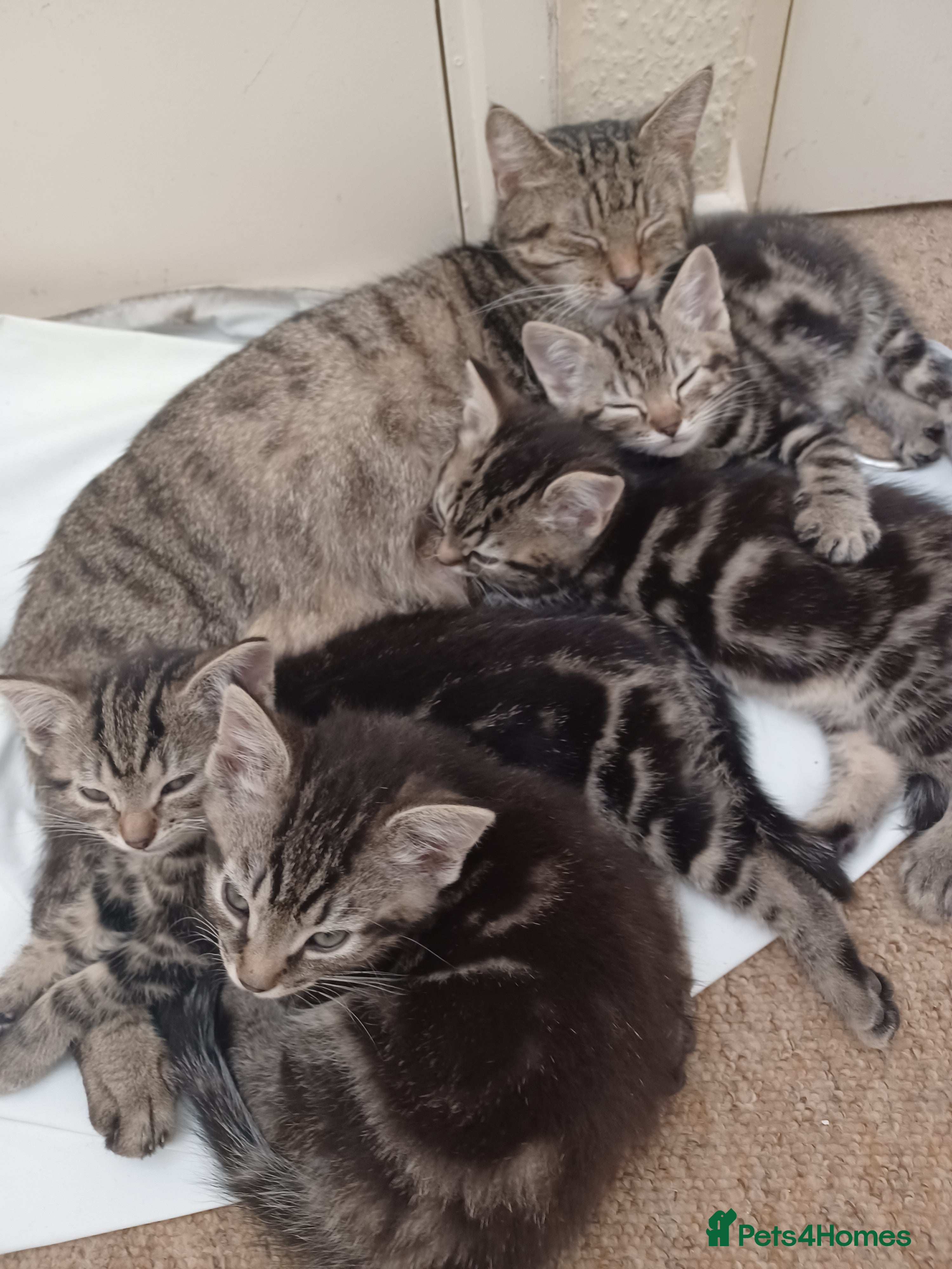 Mixed Breed cats Gorgeous Toyger Tabbies  - Advert 1