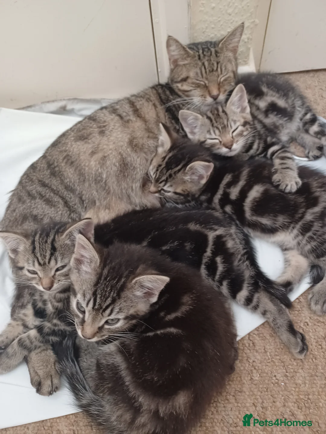 Mixed Breed cats for sale: Gorgeous Toyger Tabbies  - Advert 1