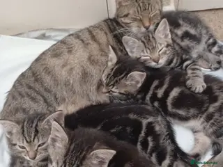 Mixed Breed cats Gorgeous Toyger Tabbies - Advert 1