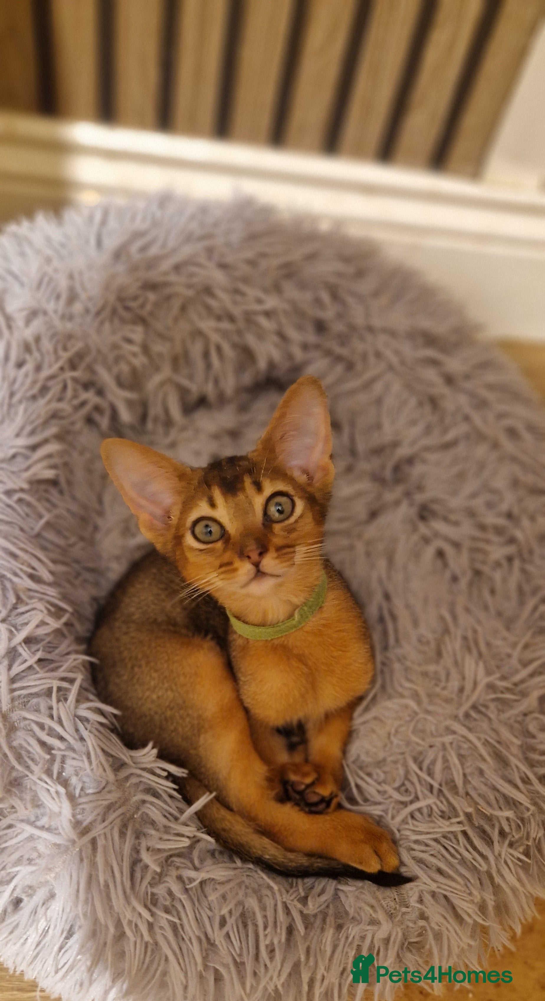 Abyssinian cats Pure Abyssian kittens ❤️ - Advert 5