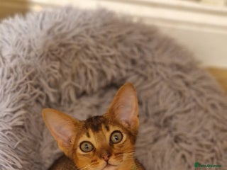 Abyssinian cats Pure Abyssian kittens ❤️ - Advert 5