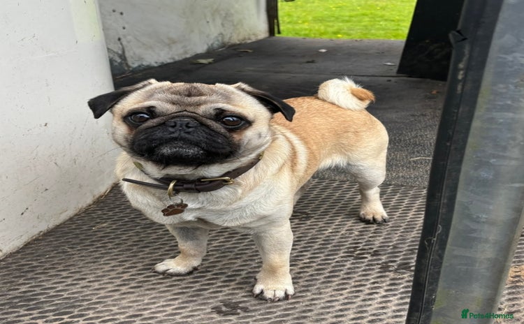 Pug dogs - Advert 1