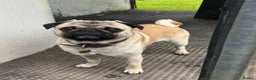Pug dogs for stud: Brian the ultimate pug for stud only  - Advert 1