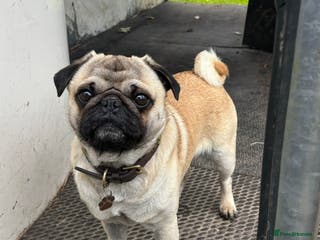 Pug dogs Brian the ultimate pug for stud only - Advert 3