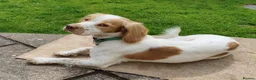 Sprocker dogs for sale: Beautiful Working Spaniel Puppies in Truro - Advert 1